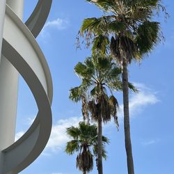 Citrus Park Town Center - I love this mall-inside and out. July 2023