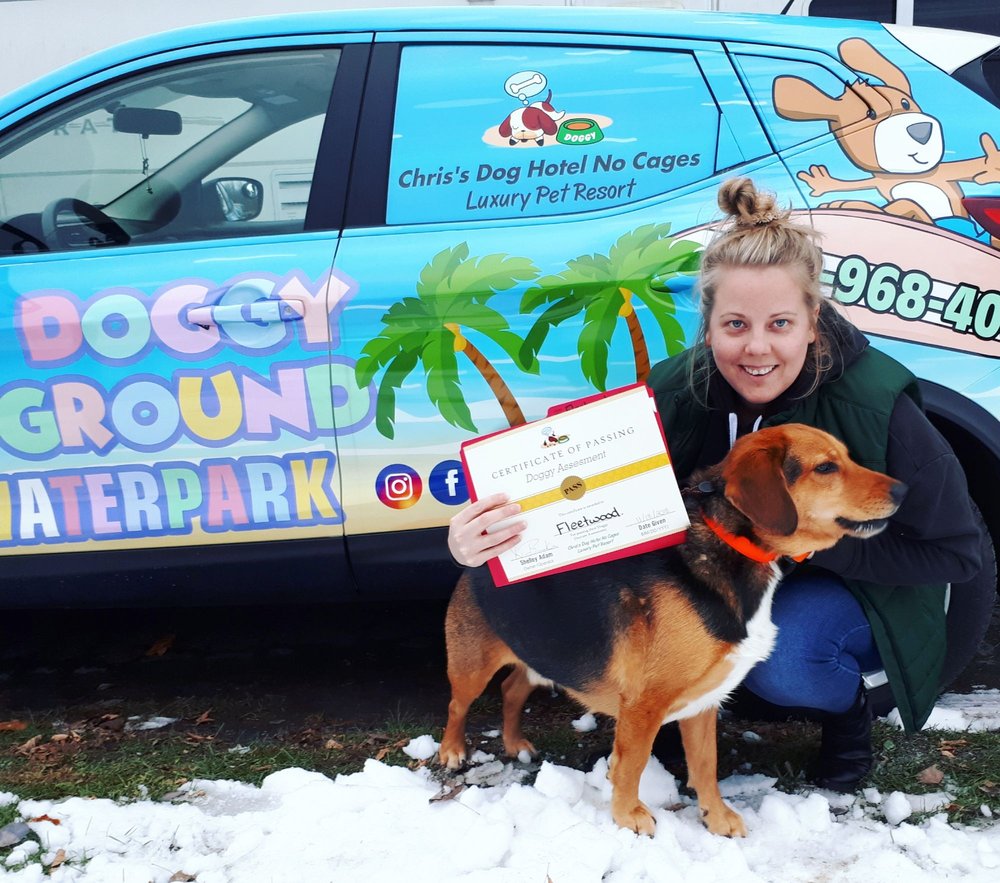 chris's dog hotel no cages luxury pet resort