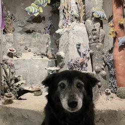 Art Works Downtown - Under the sea with my pup