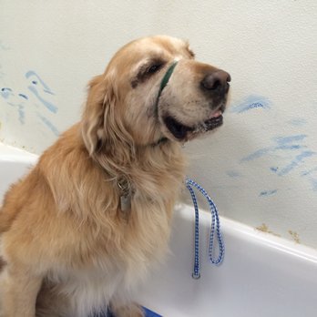 Songs Pet Grooming - Not happy - Pet Groomers Near Me - Vista, California Songs Pet Grooming - Not happy - Pet Groomers Near Me - Vista, California