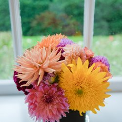 Local Fall Flowers!