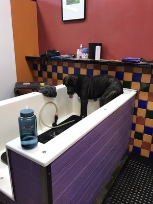 Hair Of The Dog Wash and Groom by null