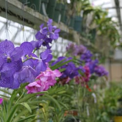 Waldor Orchids