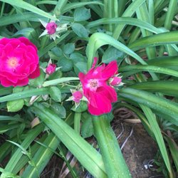 The Cherryvale Bed and Breakfast - Spring flowers blooming this month!