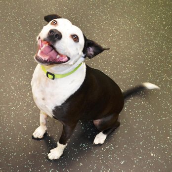 Cary Kennels & Spa - Pet Boarding Near Me - Cary, North Carolina Cary Kennels & Spa - Pet Boarding Near Me - Cary, North Carolina