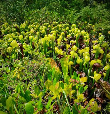 Darlingtonia State Natural Site by null