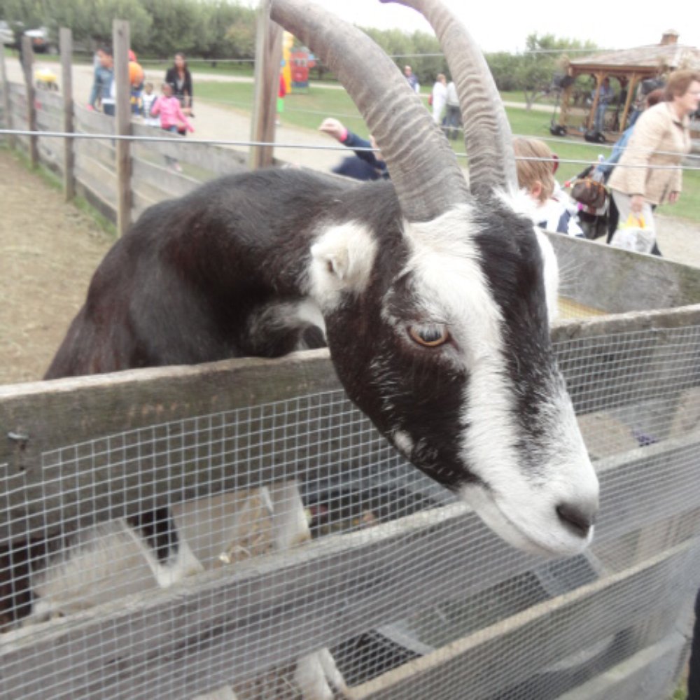 Barton Orchards - petting zoo - Farmers Market Near Me - Poughquag, New York