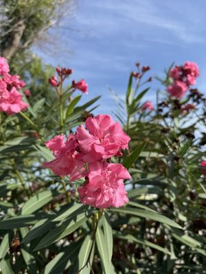 Montjuïc Castle by null