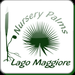Nursery Palms