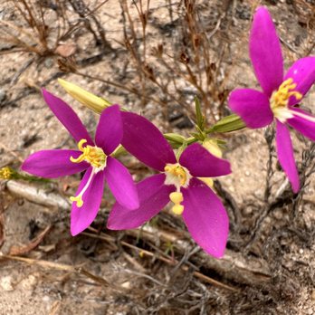 Ronald W Caspers Wilderness Park - California Centaury - Parks Near Me - San Juan Capistrano, California Ronald W Caspers Wilderness Park - California Centaury - Parks Near Me - San Juan Capistrano, California