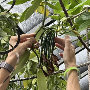The Vanillerie - Attraction Farms Near Me - Kailua-Kona, Hawaii