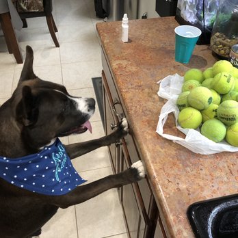 Miko's Corner Playground at Reid Park - Tennis Balls - Dog Parks Near Me - Tucson, Arizona
