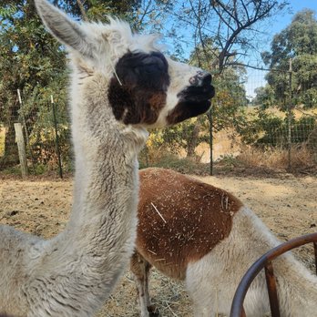 Fog Willow Farms - Attraction Farms Near Me - Wilton, California Fog Willow Farms - Attraction Farms Near Me - Wilton, California