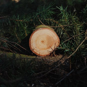 Mossy Tree Care - Tree Services Near Me - Portland, Oregon Mossy Tree Care - Tree Services Near Me - Portland, Oregon