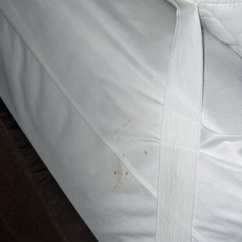 Clarion Hotel - Downtown - University Area - tell tale sign of bed bugs - Hotels Near Me - Oneonta, New York
