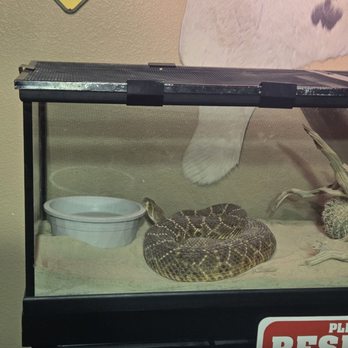 The Big Texan Steak Ranch - Huge rattlesnake in the gift shop - Steakhouses Near Me - Amarillo, Texas The Big Texan Steak Ranch - Huge rattlesnake in the gift shop - Steakhouses Near Me - Amarillo, Texas
