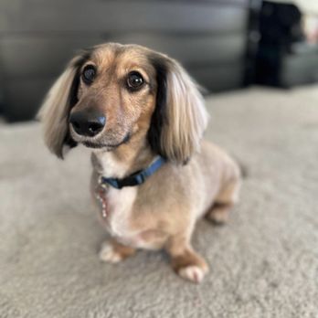 Happy Paws Pet Spa - AFTER PIC - Pet Groomers Near Me - Yuma, Arizona Happy Paws Pet Spa - AFTER PIC - Pet Groomers Near Me - Yuma, Arizona