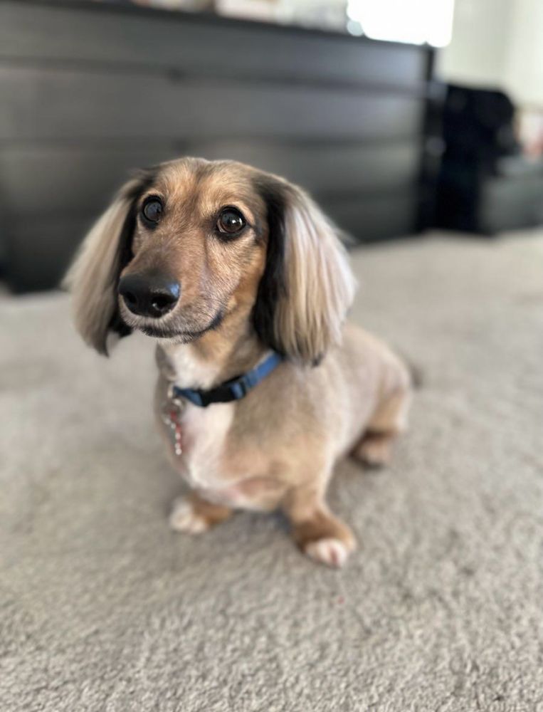 HAPPY PAWS PET SPA Updated September 2024 77 Photos & 26 Reviews 11792 S Foothills Blvd