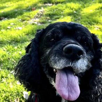 Transitions In Home Pet Euthanasia - Othello 11/17/2022 had turned 12 years old 11/15. - Veterinarians Near Me Transitions In Home Pet Euthanasia - Othello 11/17/2022 had turned 12 years old 11/15. - Veterinarians Near Me