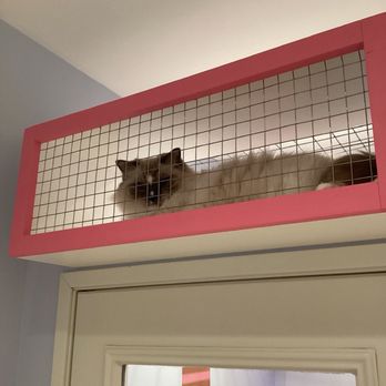 Club Cat - Pet Boarding Near Me - Irvine, California Club Cat - Pet Boarding Near Me - Irvine, California