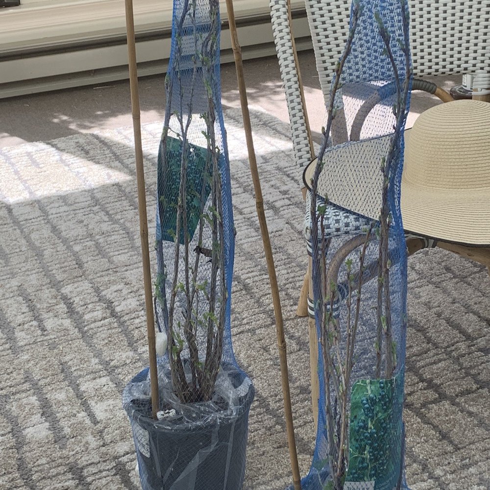 Grimm's Gardens - Black current plants - Nurseries & Gardening Near Me - Hiawatha, Kansas