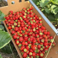 Berry Hill Farm