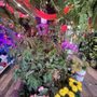 Photo of House Full Of Flowers