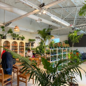 Eden Plant - interior - Nurseries & Gardening Near Me - Houston, Texas