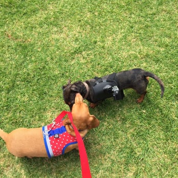 So Cal Wienerfest - Wendy checking out another go-pro wiener - Festivals Near Me - Huntington Beach, California So Cal Wienerfest - Wendy checking out another go-pro wiener - Festivals Near Me - Huntington Beach, California