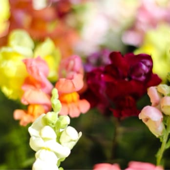 Baltimore Farmers' Market & Bazaar - Flowers - Farmers Market Near Me Baltimore Farmers' Market & Bazaar - Flowers - Farmers Market Near Me