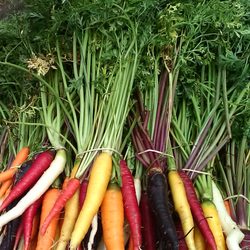 StefanFarms - Multi color carrots