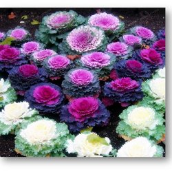Barnes Nursery