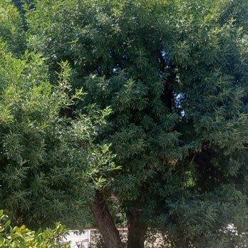 Lozada Tree Service - Tree Services Near Me Lozada Tree Service - Tree Services Near Me