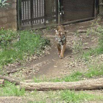 Zoo Atlanta - Zoos Near Me - Atlanta, Georgia Zoo Atlanta - Zoos Near Me - Atlanta, Georgia