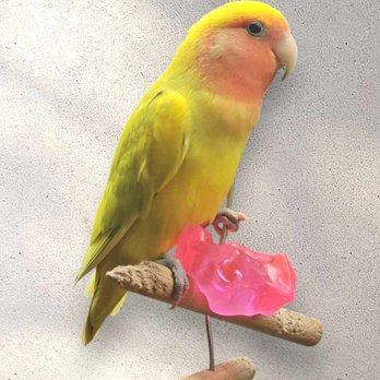 Paws -N-Claws - Lovebird very curious and fun - Pet Groomers Near Me - Abilene, Kansas