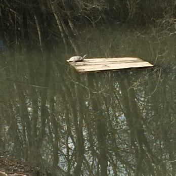 North Mountain Park Nature Center - Turtle in the pond. - Parks Near Me - Ashland, Oregon