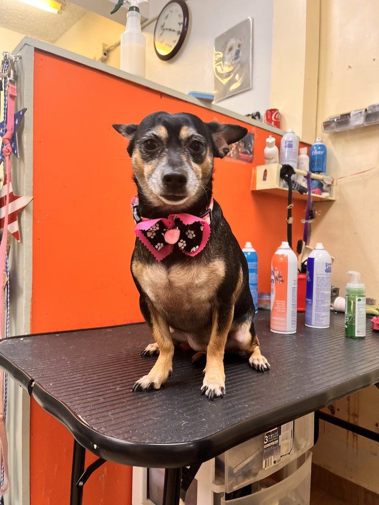 AJ’S PET SHOP & GROOMING Updated October 2024 53 Photos & 113