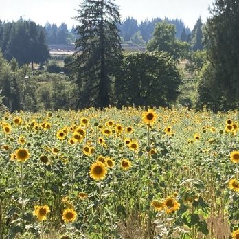 Lee Farms - Sunflower fields - Christmas Trees Near Me - Tualatin, Oregon Lee Farms - Sunflower fields - Christmas Trees Near Me - Tualatin, Oregon