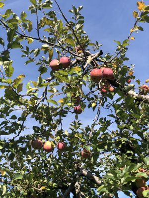 Marker-Miller Orchards by null