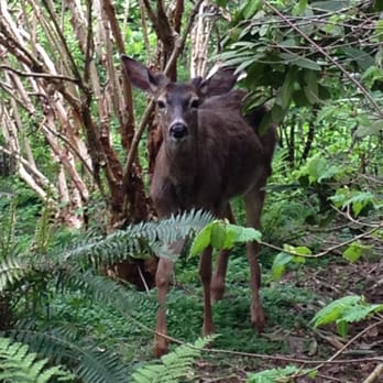 Hendricks Park - Bambi - Parks Near Me - Eugene, Oregon