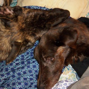 All Paws Pet Cremation - Maverick sleeping with his little brother - Pet Cremation Services Near Me - East Dundee, Illinois All Paws Pet Cremation - Maverick sleeping with his little brother - Pet Cremation Services Near Me - East Dundee, Illinois
