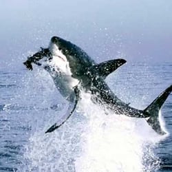 Shark Tutor - Shark Tutor LLC
Results-oriented, personalized SAT/ACT coaching.