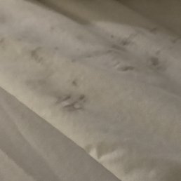 Dirty sheets, stained carpet , dead roach, and hand prints on the bed frame Dirty sheets, stained carpet , dead roach, and hand prints on the bed frame
