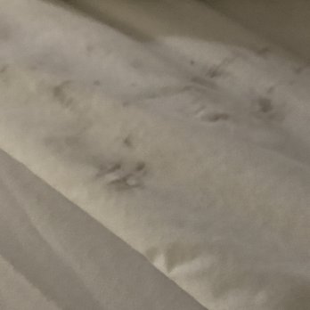 Best Western Orchard Inn - Dirty sheets, stained carpet , dead roach, and hand prints on the bed frame - Hotels Near Me - Turlock, California Best Western Orchard Inn - Dirty sheets, stained carpet , dead roach, and hand prints on the bed frame - Hotels Near Me - Turlock, California
