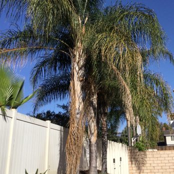 Fernando's Tree Services - Before - Tree Services Near Me - San Bernardino, California Fernando's Tree Services - Before - Tree Services Near Me - San Bernardino, California