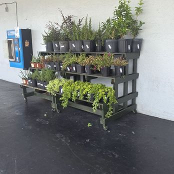 Mango Tree Supermarket - Grocery Near Me - Davie, Florida Mango Tree Supermarket - Grocery Near Me - Davie, Florida