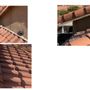 Photo of Pigeons Be Gone