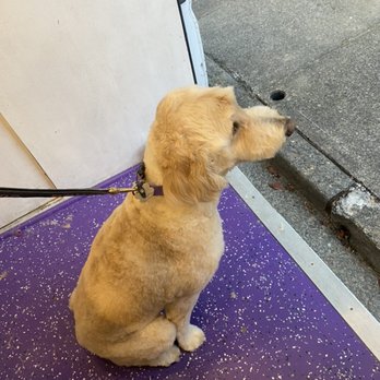 Reese's Rainbow Mobile Pet Salon - Doodle waiting for mama - Pet Groomers Near Me
