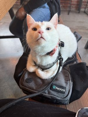 Missouri Lounge & Cafe by null