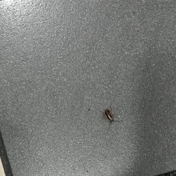 Cockroach @ aurora mall food court Cockroach @ aurora mall food court